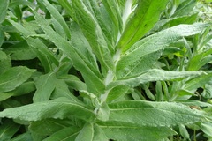 Apalochlamys spectabilis