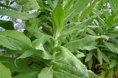 Apalochlamys spectabilis