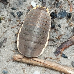 Polyzosteria limbata