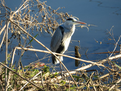 Ardea cinerea