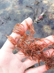 Calliblepharis jubata