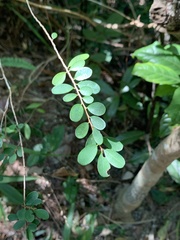 Phyllanthus cochinchinensis