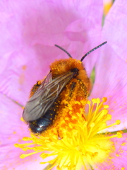 Dasypoda