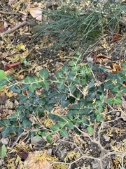 Damnacanthus indicus indicus