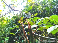 Melligomphus acinaces