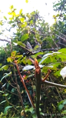 Melligomphus acinaces