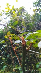 Melligomphus acinaces