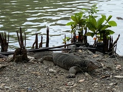 Varanus salvator macromaculatus
