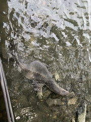 Varanus salvator macromaculatus
