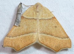 Destutia excelsa