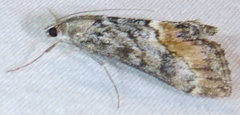 Evergestis subterminalis