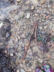 Laminaria hyperborea