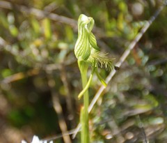 Pterostylis unicornis