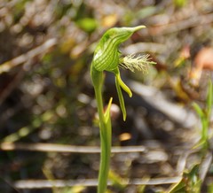 Pterostylis unicornis