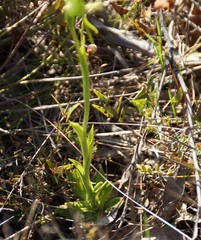 Pterostylis unicornis