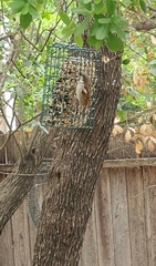Passer domesticus