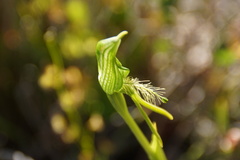 Pterostylis unicornis
