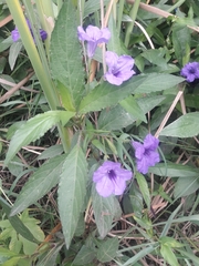 Ruellia simplex
