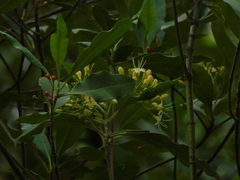 Fagraea fragrans