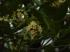 Fagraea fragrans