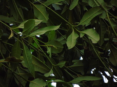 Fagraea fragrans