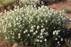 Ptilotus xerophilus