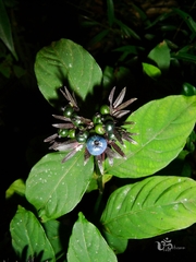 Palicourea justiciifolia