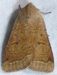 Abagrotis trigona