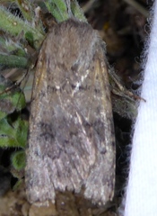 Euxoa comosa