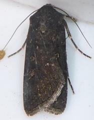 Abagrotis duanca