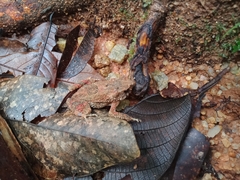 Ingerophrynus parvus