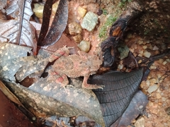 Ingerophrynus parvus