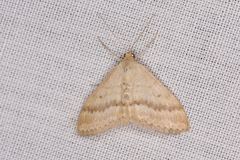 Scopula lydia