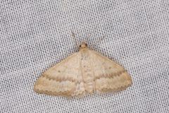 Scopula lydia