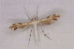 Trichoptilus ceramodes