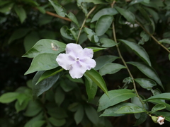 Brunfelsia uniflora