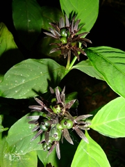 Palicourea justiciifolia
