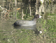 Fulica atra