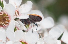 Castiarina fossoria