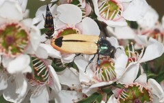 Castiarina fossoria