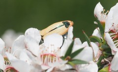 Castiarina fossoria