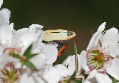 Castiarina fossoria