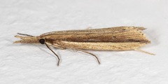 Donacaula albicostellus