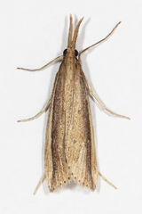 Donacaula albicostellus