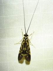 Macrostemum carolina