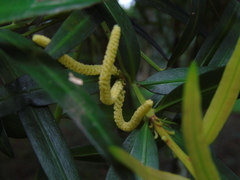 Podocarpus neriifolius
