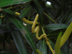 Podocarpus neriifolius