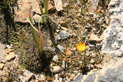 Ornithogalum rupestre