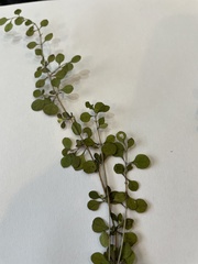 Coprosma parviflora