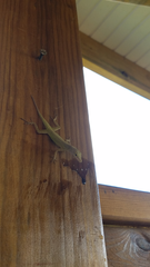Anolis marmoratus